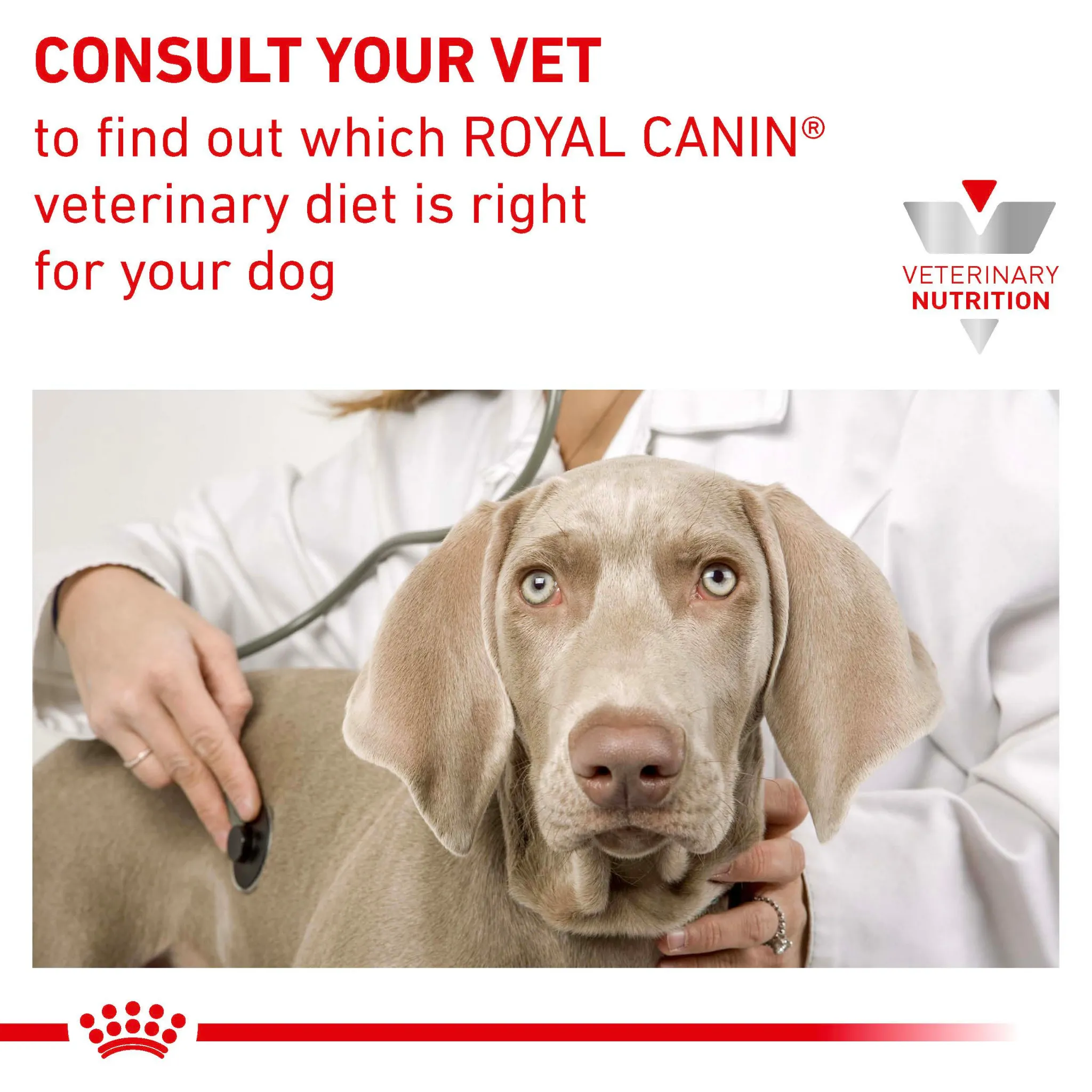 ROYAL CANIN® Renal Special Adult Wet Dog Food